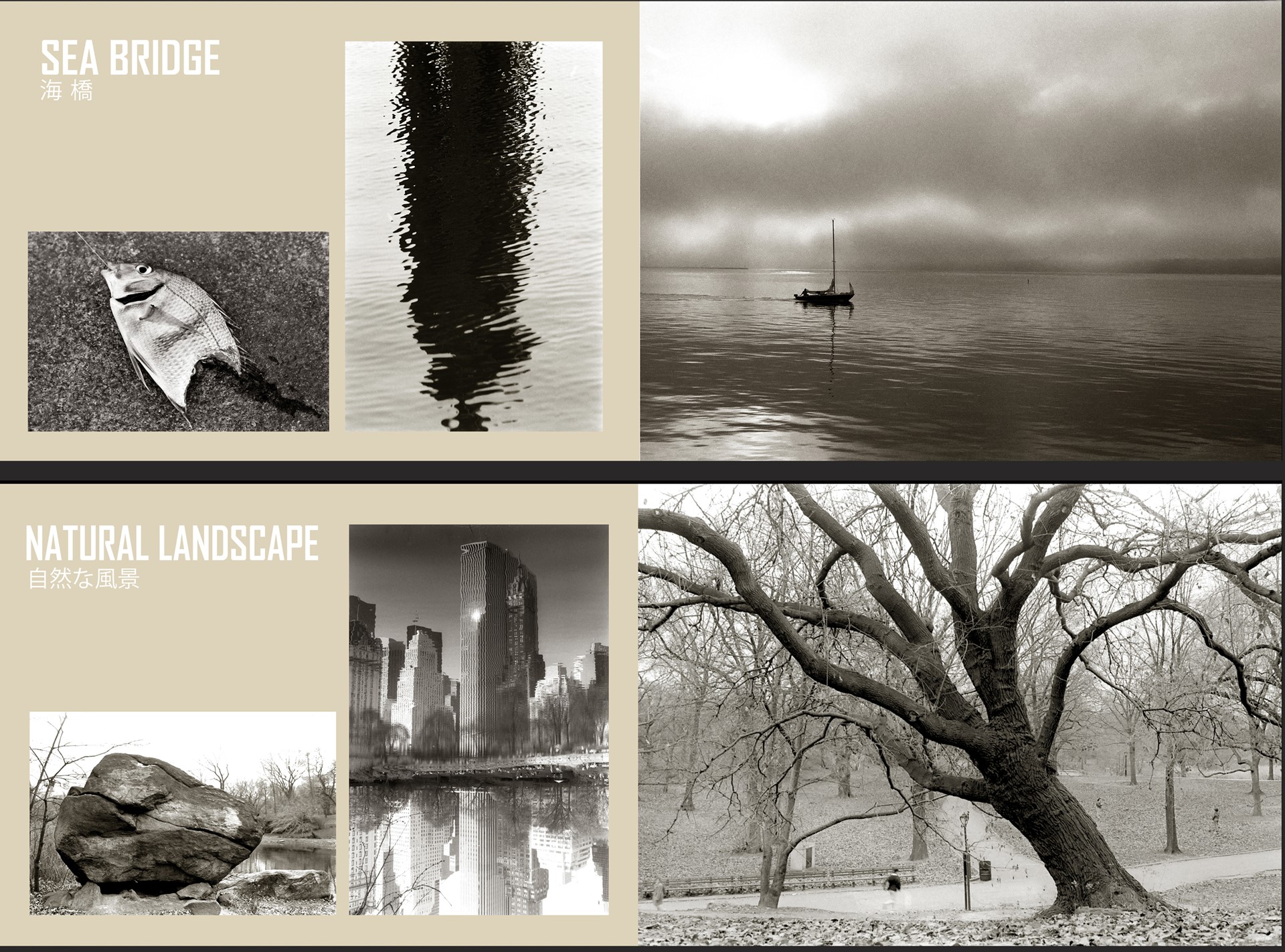 photographs